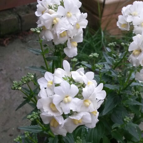 Nemesia Sunpeddle White Perfume in the GardenTags plant encyclopedia Nemesia Sunpeddle White Perfume in the GardenTags plant encyclopedia