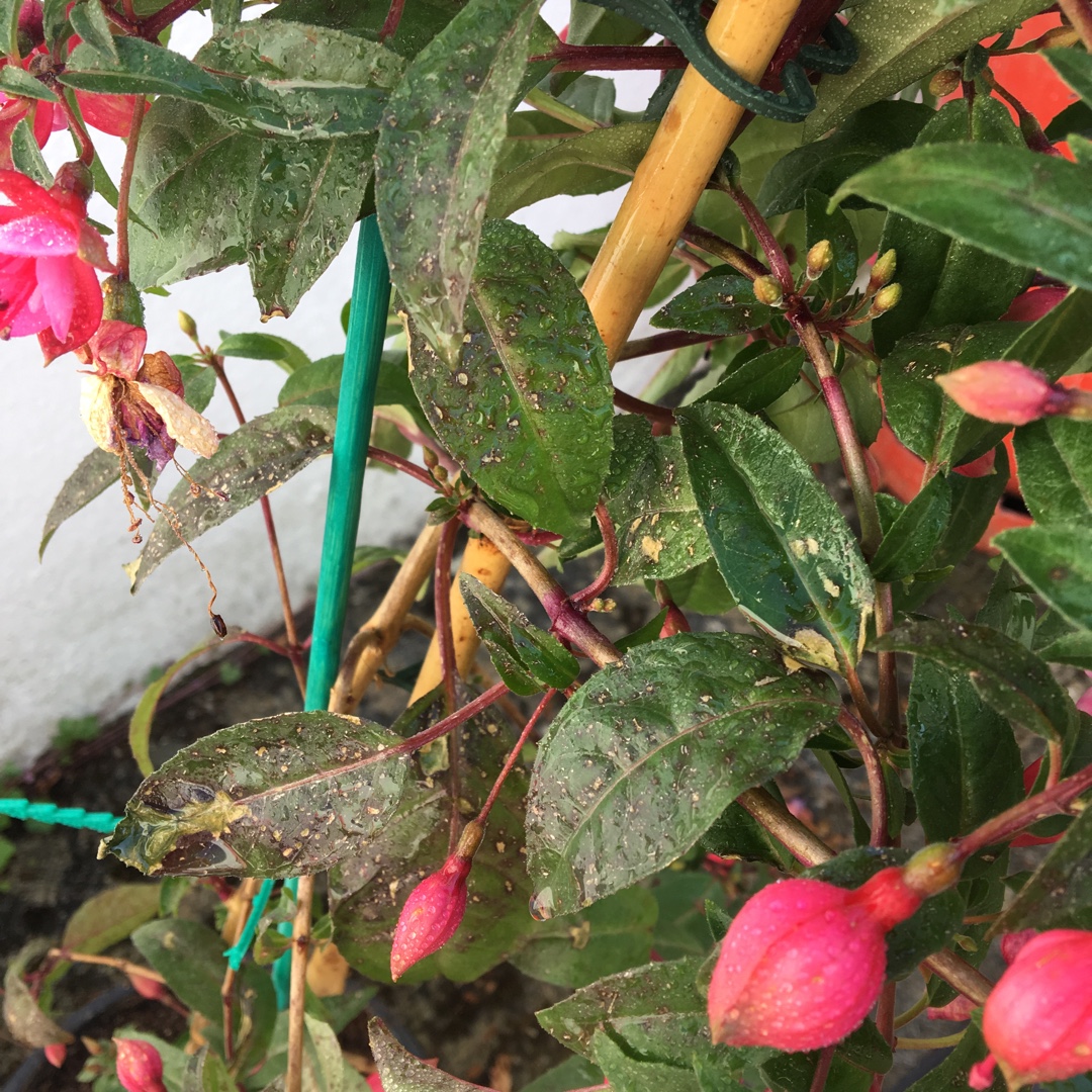 Fuchsia Meike Meuring in the GardenTags plant encyclopedia Fuchsia Mieke Meursing in the GardenTags plant encyclopedia