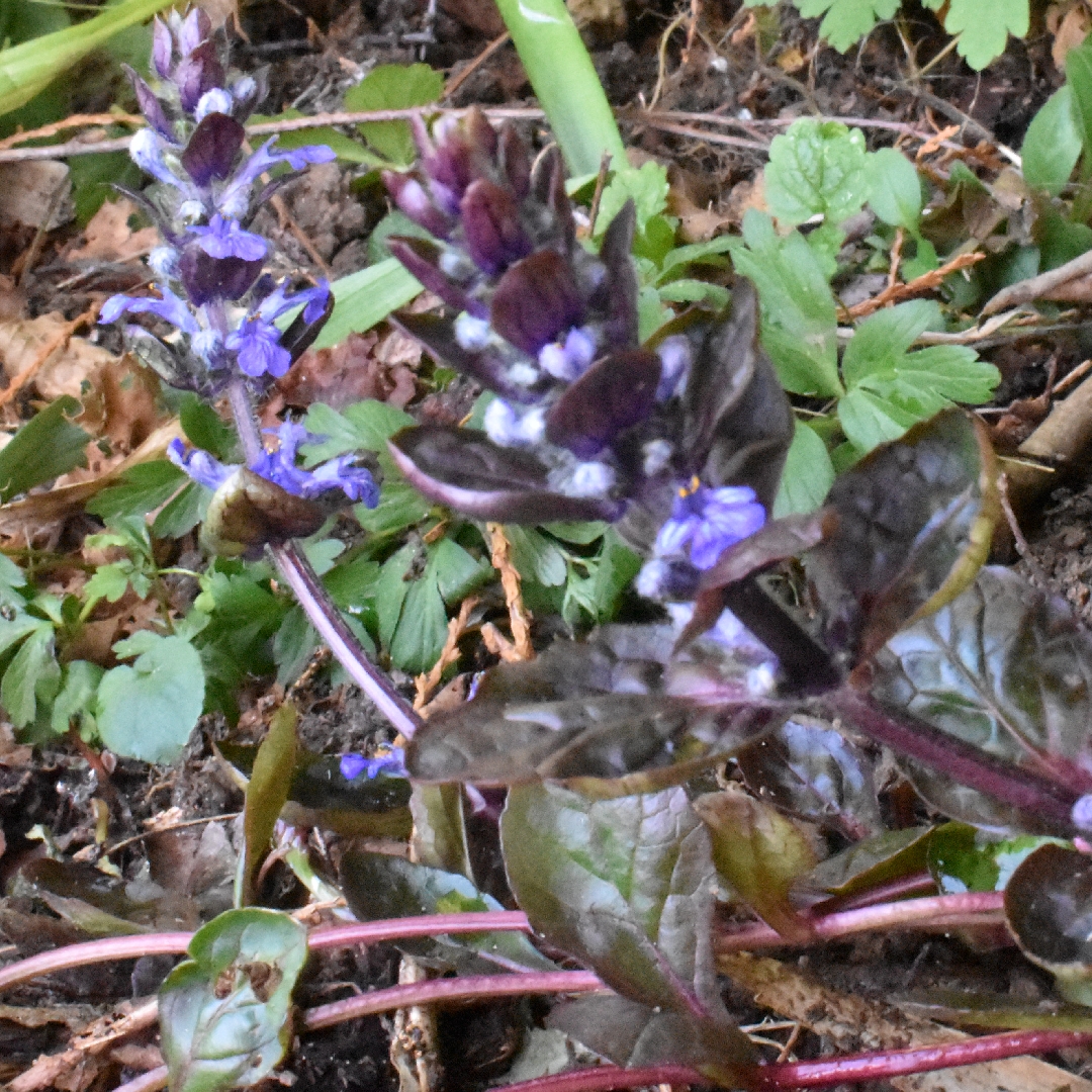 Ajuga reptans Evening Glow in the GardenTags plant encyclopedia Bugle Evening Glow in the GardenTags plant encyclopedia