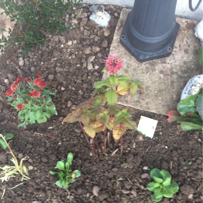 Monarda Pink Supreme in the GardenTags plant encyclopedia Bergamot Pink Supreme in the GardenTags plant encyclopedia