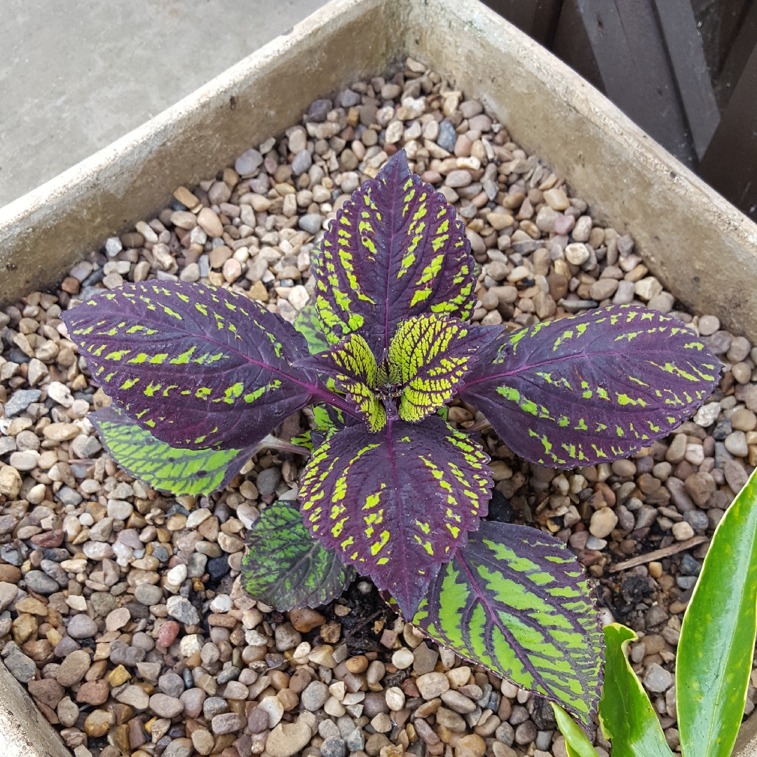 Plectranthus scutellarioides 'Fishnet Stocking', Coleus 'Fishnet Stocking'  in GardenTags plant encyclopedia