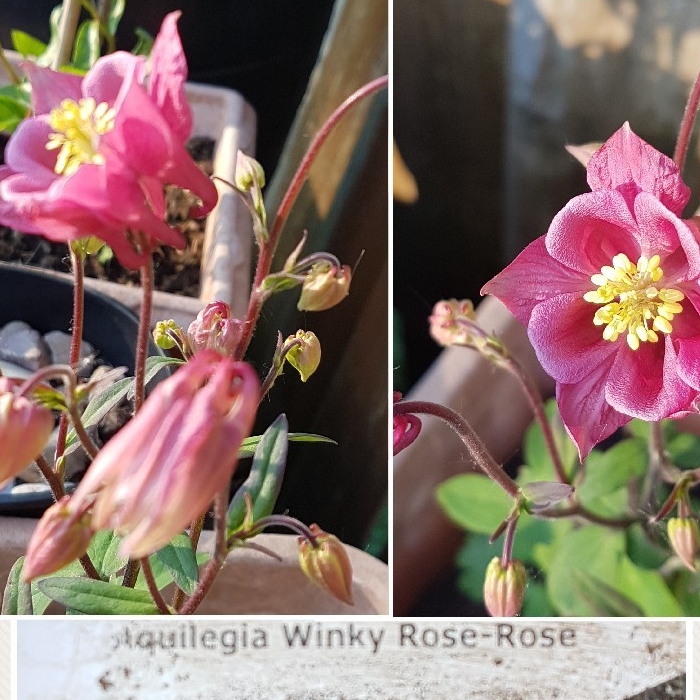 Aquilegia vulgaris Winky Rose-Rose in the GardenTags plant encyclopedia Aquilegia Winky Rose Rose in the GardenTags plant encyclopedia