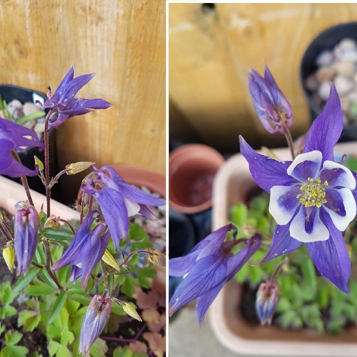 Aquilegia vulgaris Winky Blue And White in the GardenTags plant encyclopedia Aquilegia Winky Blue And White in the GardenTags plant encyclopedia