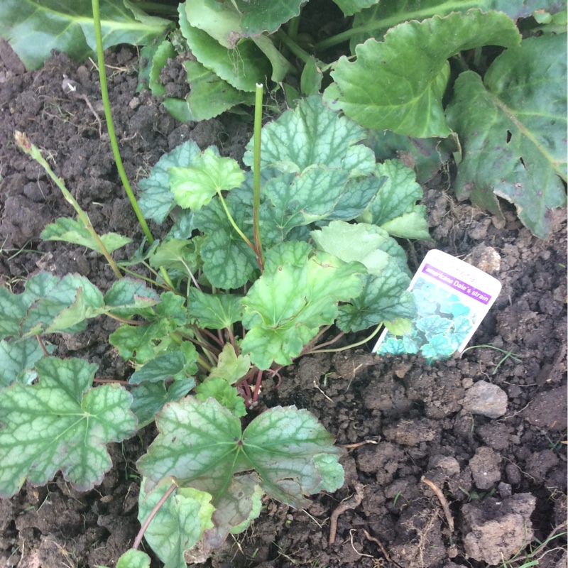 Heuchera Dales Strain in the GardenTags plant encyclopedia Alumroot Dales Strain in the GardenTags plant encyclopedia