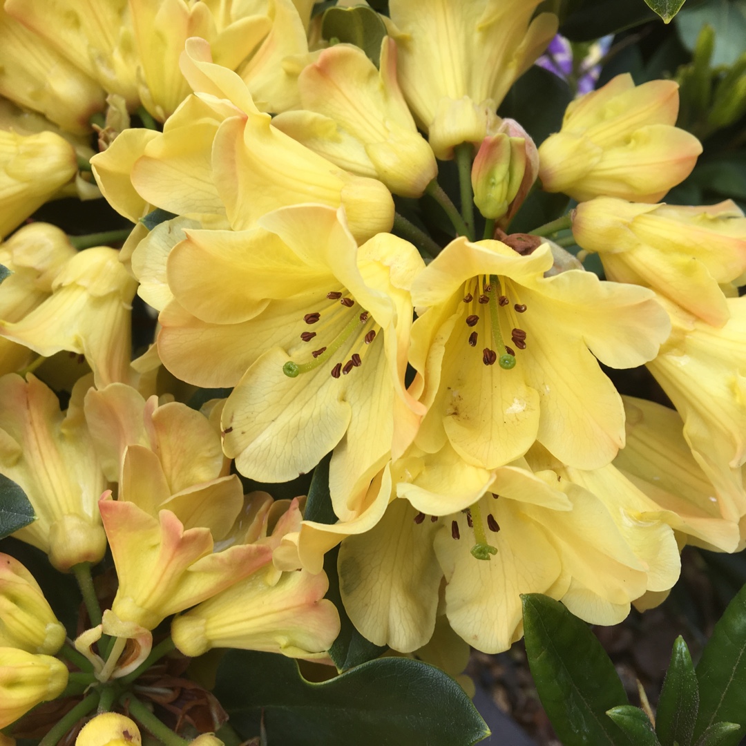 Rhododendron yakushimanum Dreamland in the GardenTags plant encyclopedia Rhododendron Dreamland in the GardenTags plant encyclopedia