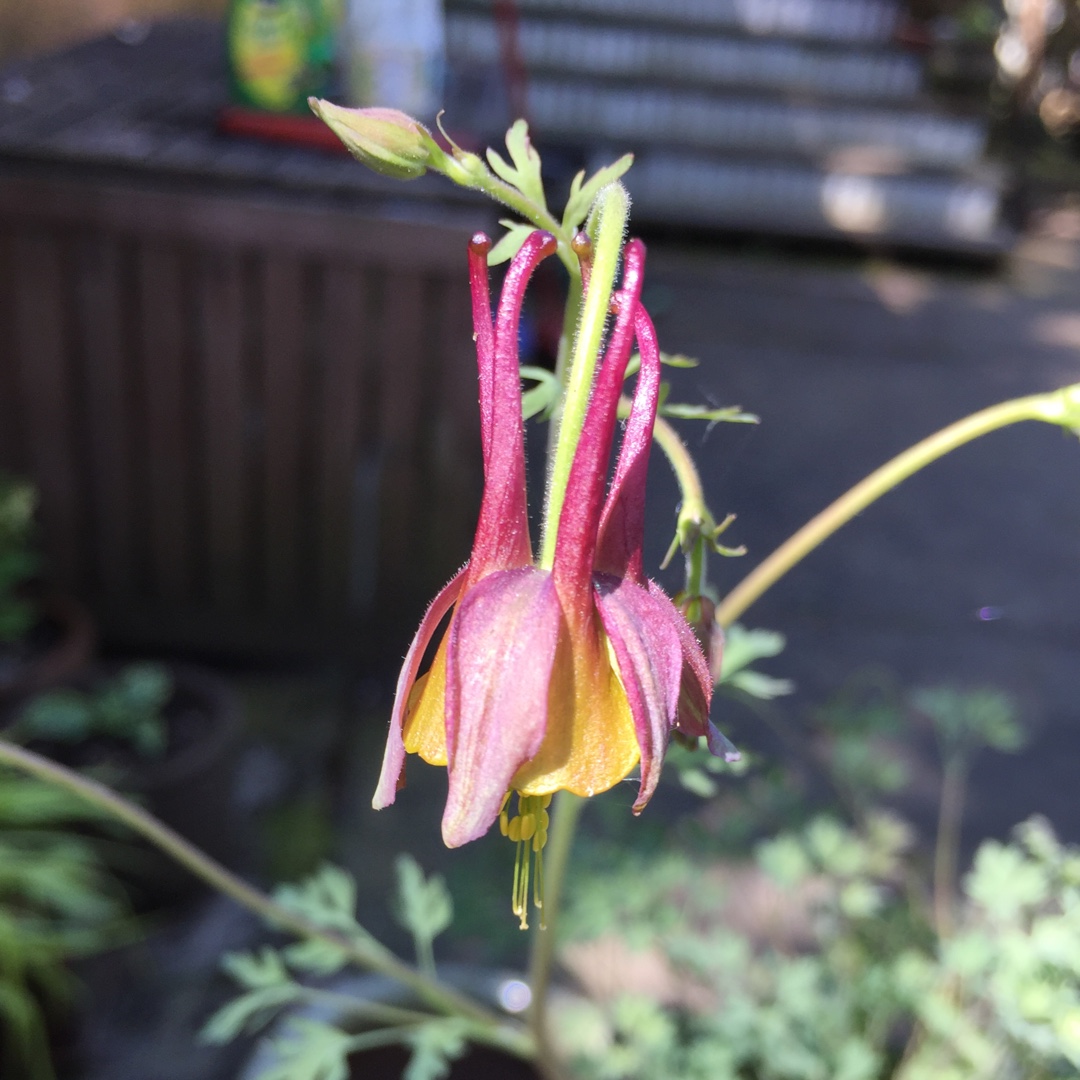Aquilegia x vidiflora Xera Tones in the GardenTags plant encyclopedia Columbine Xera Tones in the GardenTags plant encyclopedia