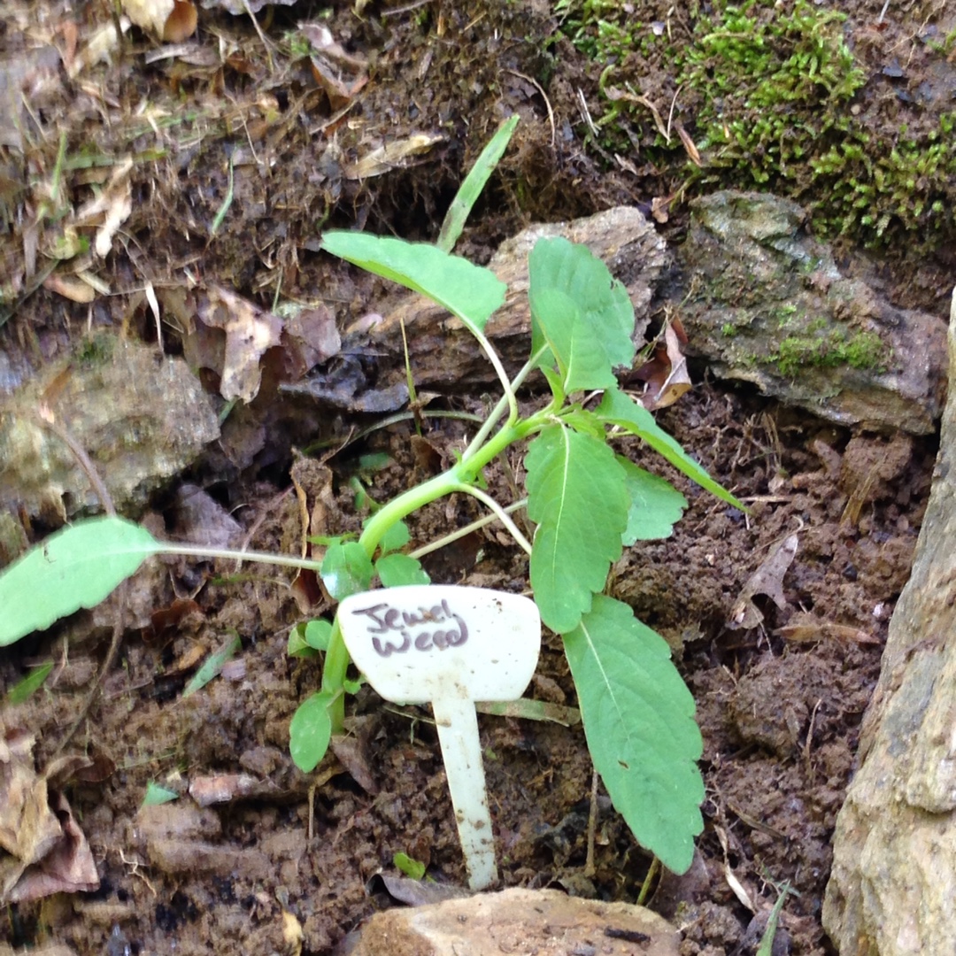 Impatiens capensis in the GardenTags plant encyclopedia Jewel Weed in the GardenTags plant encyclopedia