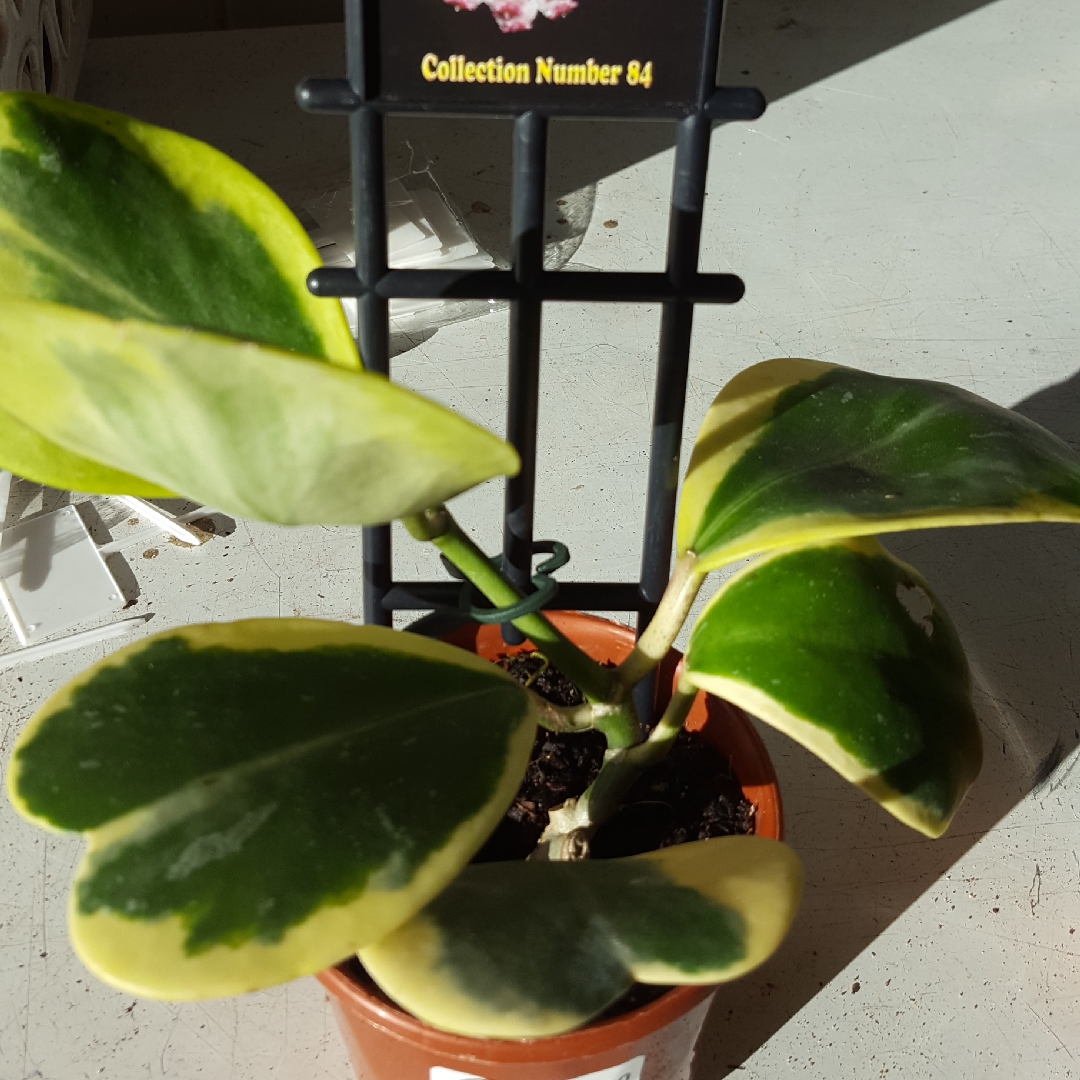 Hoya kerrii Albomarginata in the GardenTags plant encyclopedia White margined sweetheart Hoya in the GardenTags plant encyclopedia