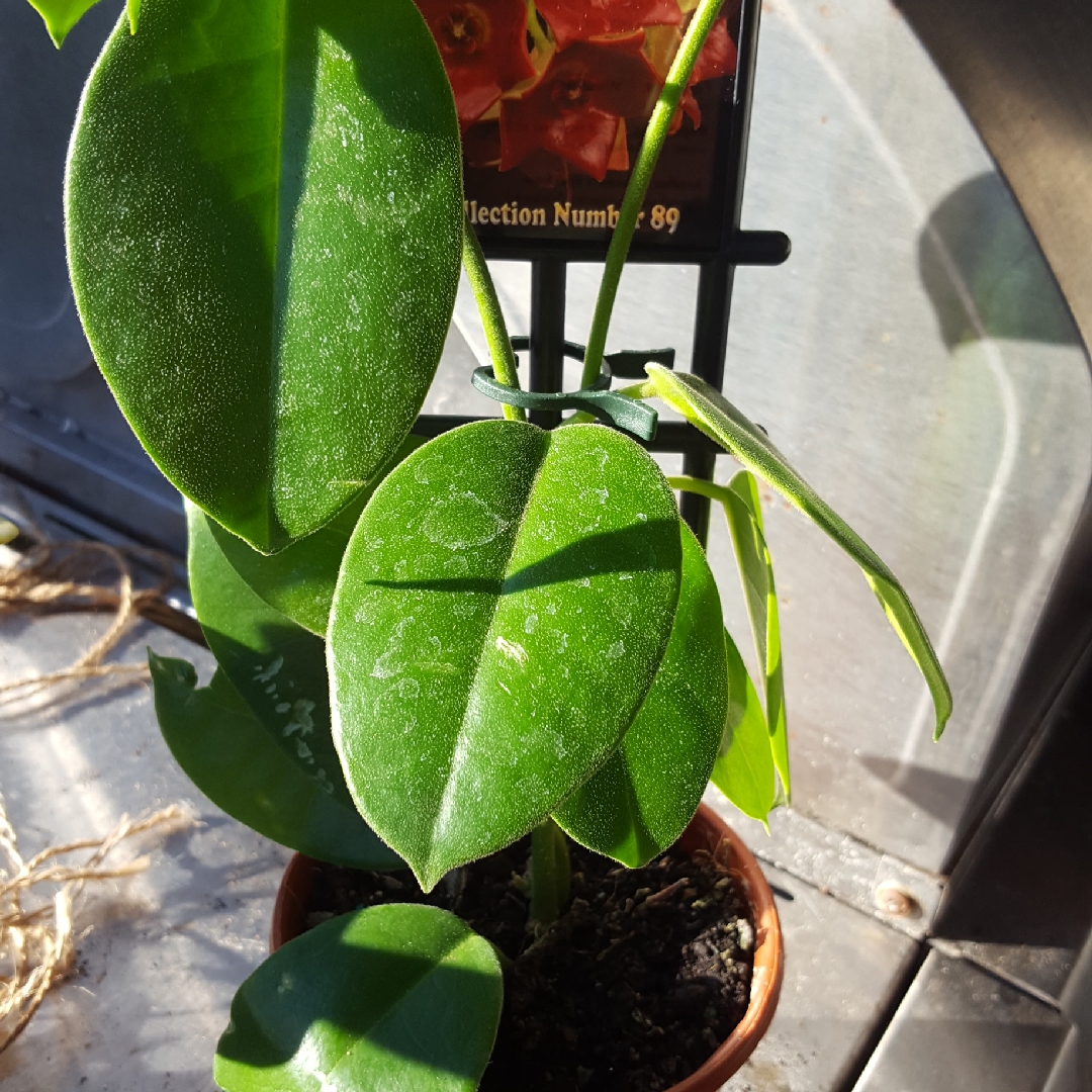 Hoya Sussuela in the GardenTags plant encyclopedia Hoya in the GardenTags plant encyclopedia