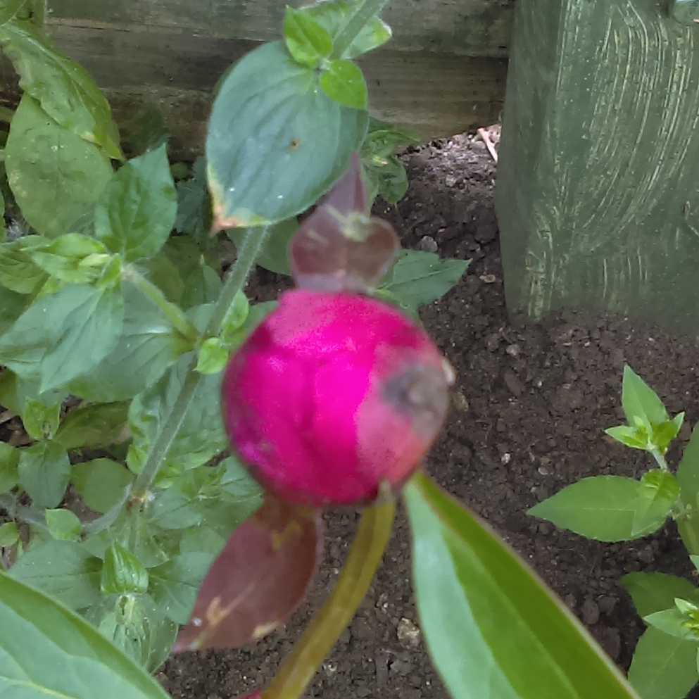 Peony Vogue (Herbaceous) in the GardenTags plant encyclopedia