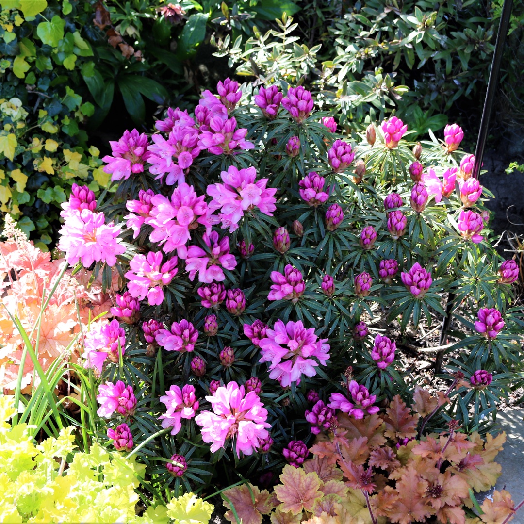 Rhododendron pontica Graziella in the GardenTags plant encyclopedia Rhododendron Graziella in the GardenTags plant encyclopedia