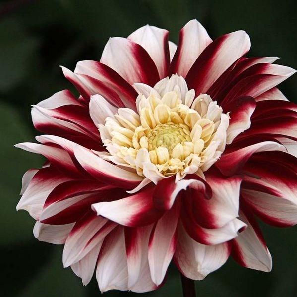 Dahlia Lambada in the GardenTags plant encyclopedia Dahlia Lambada (Anemone-flowered) in the GardenTags plant encyclopedia