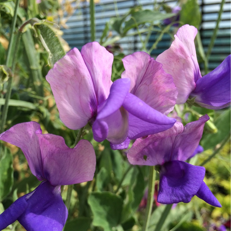 Lathyrus odoratus Erewhon in the GardenTags plant encyclopedia Sweet Pea Erewhon in the GardenTags plant encyclopedia
