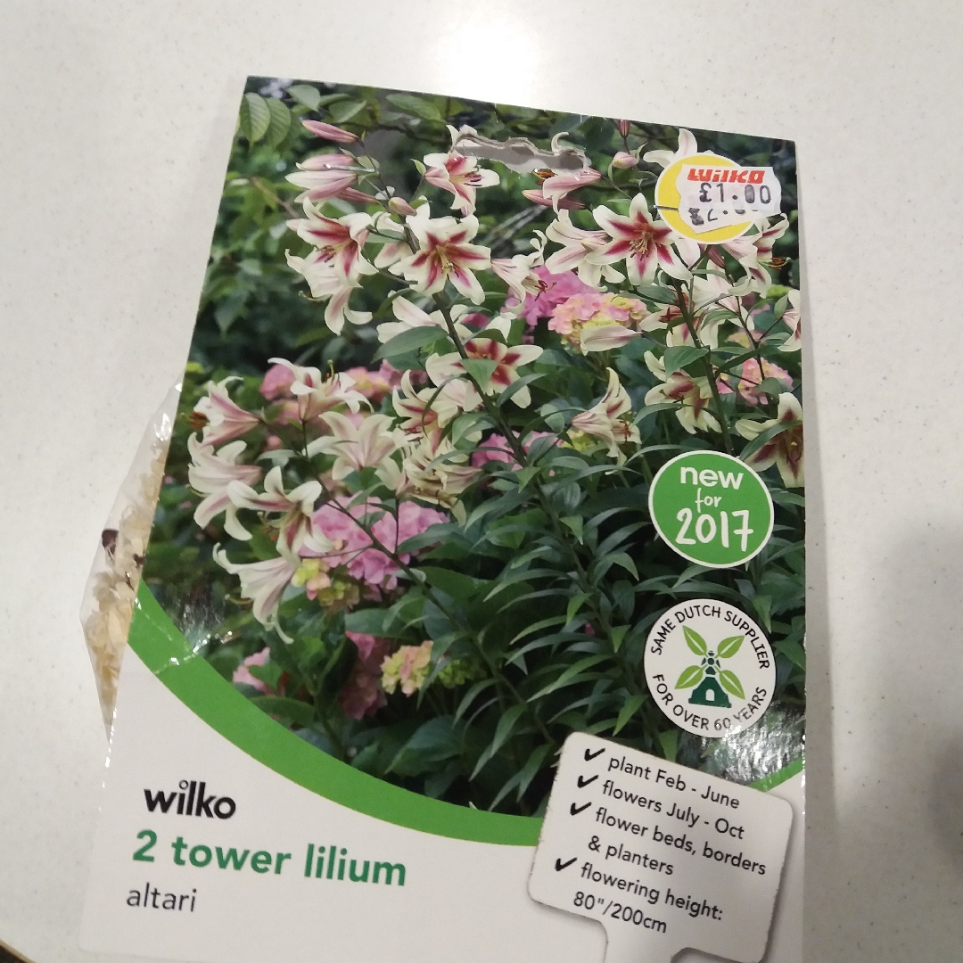 Lilium Altari in the GardenTags plant encyclopedia Lily Altari (Other) in the GardenTags plant encyclopedia