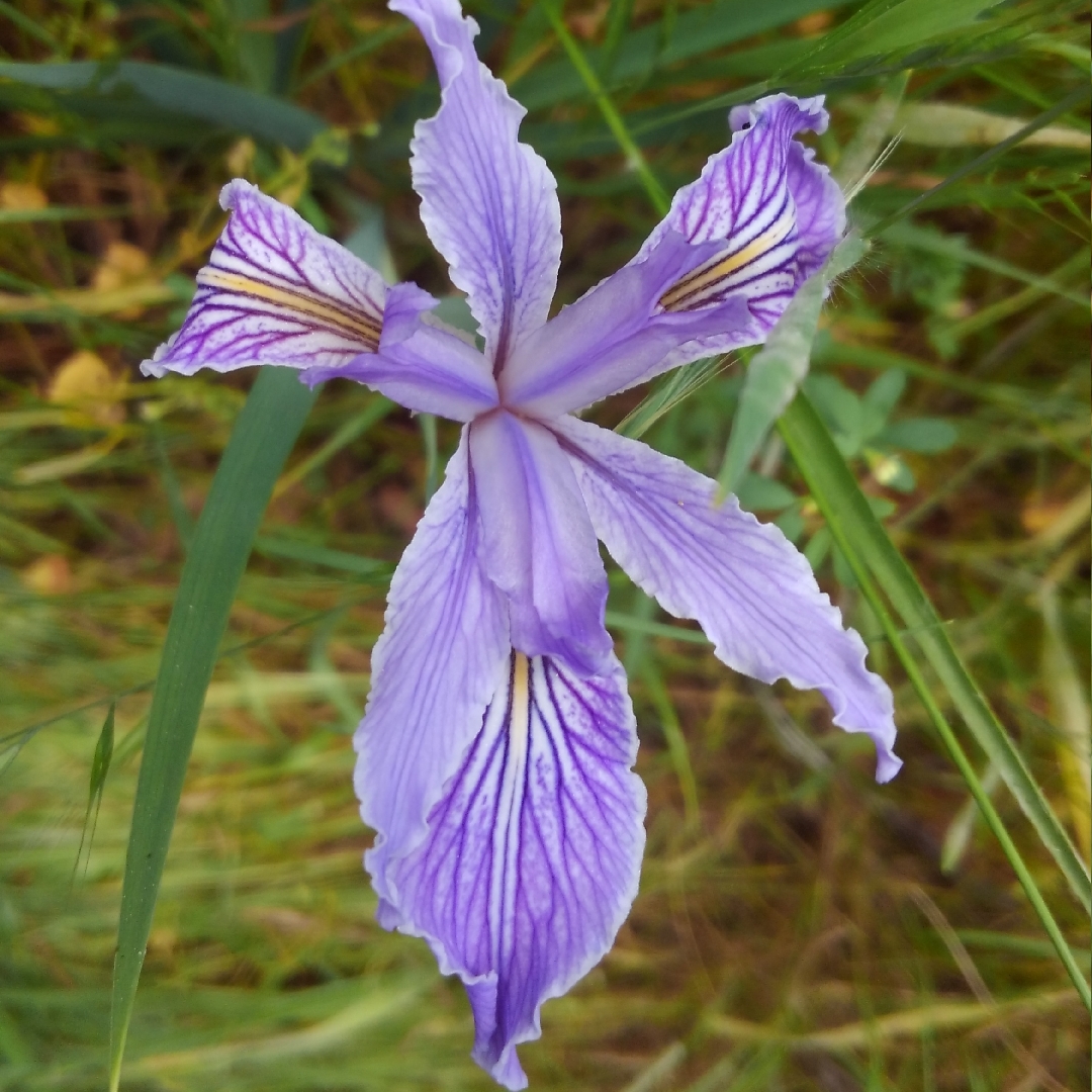 Iris Macrosiphon in the GardenTags plant encyclopedia Ground Iris in the GardenTags plant encyclopedia