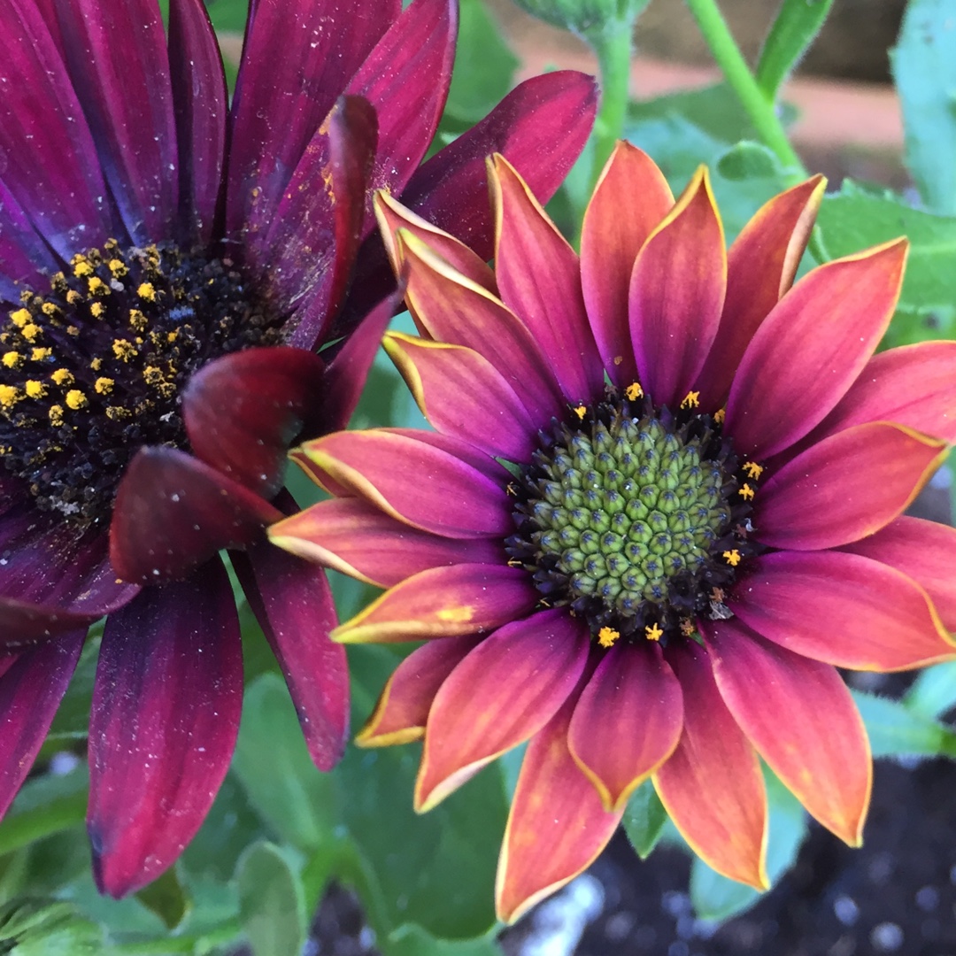 Osteospermum Margarita Rioja Red in the GardenTags plant encyclopedia African Daisy Margarita Rioja Red in the GardenTags plant encyclopedia