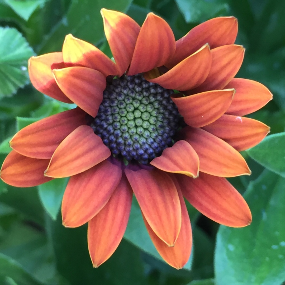 Osteospermum ecklonis Serenity Bronze in the GardenTags plant encyclopedia African Daisy Serenity Bronze in the GardenTags plant encyclopedia