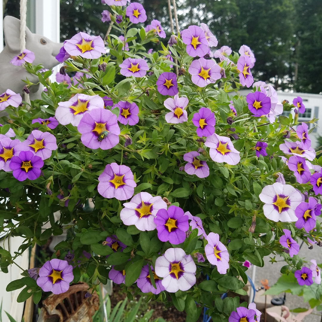 Calibrachoa Superbells® Evening Star in the GardenTags plant encyclopedia Million Bells Evening Star in the GardenTags plant encyclopedia