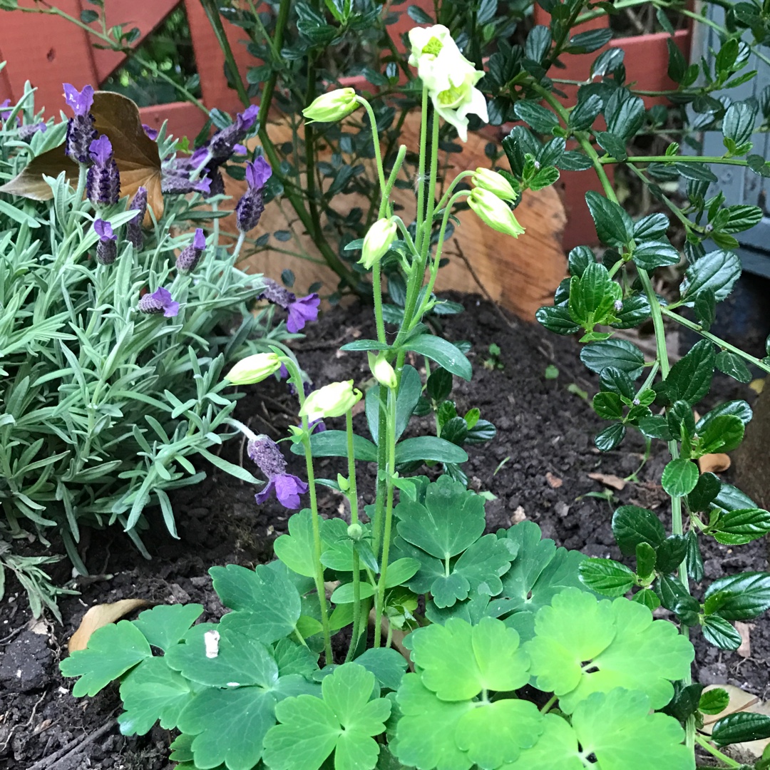 Aquilegia vulgaris Winky White in the GardenTags plant encyclopedia Columbine Winky White (Winky Series) in the GardenTags plant encyclopedia