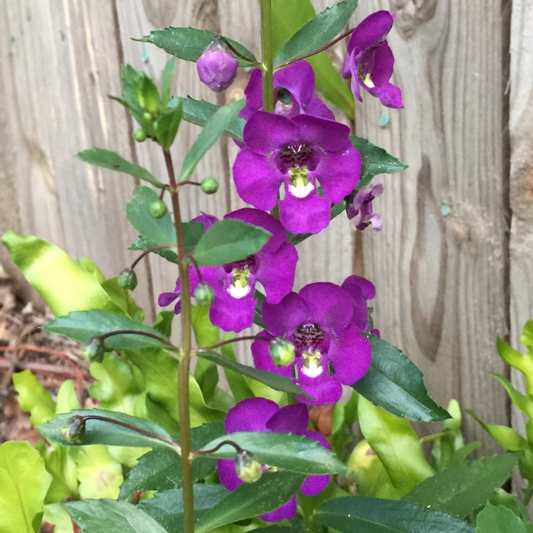 Angelonia Angustifolia in the GardenTags plant encyclopedia Summer Snapdragon in the GardenTags plant encyclopedia