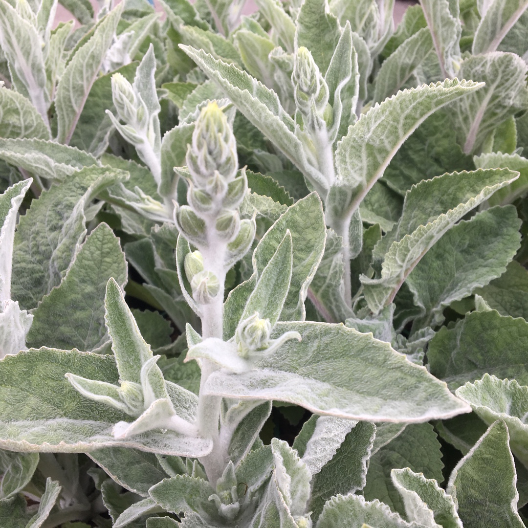Foxglove in the GardenTags plant encyclopedia