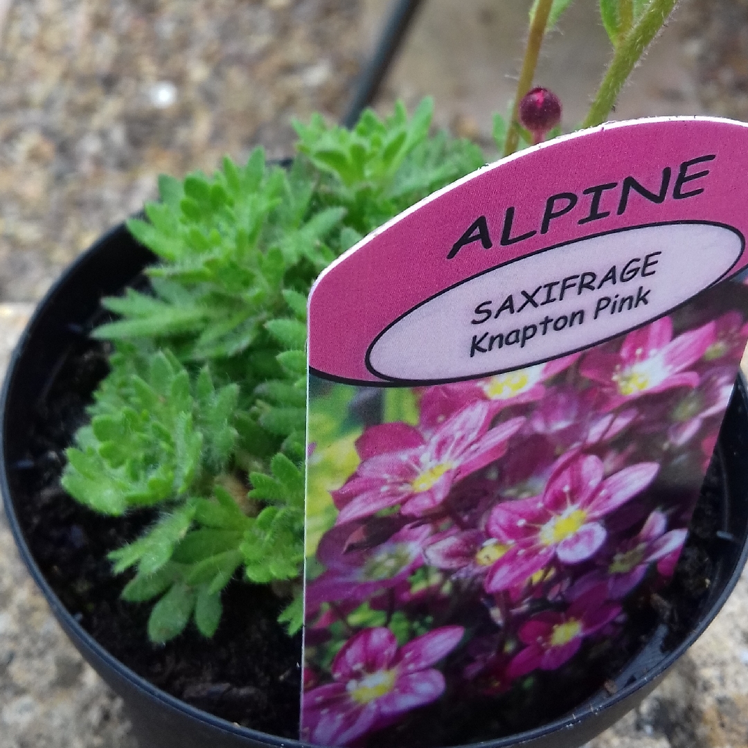 Saxifraga Knapton Pink in the GardenTags plant encyclopedia Knapton Pink in the GardenTags plant encyclopedia