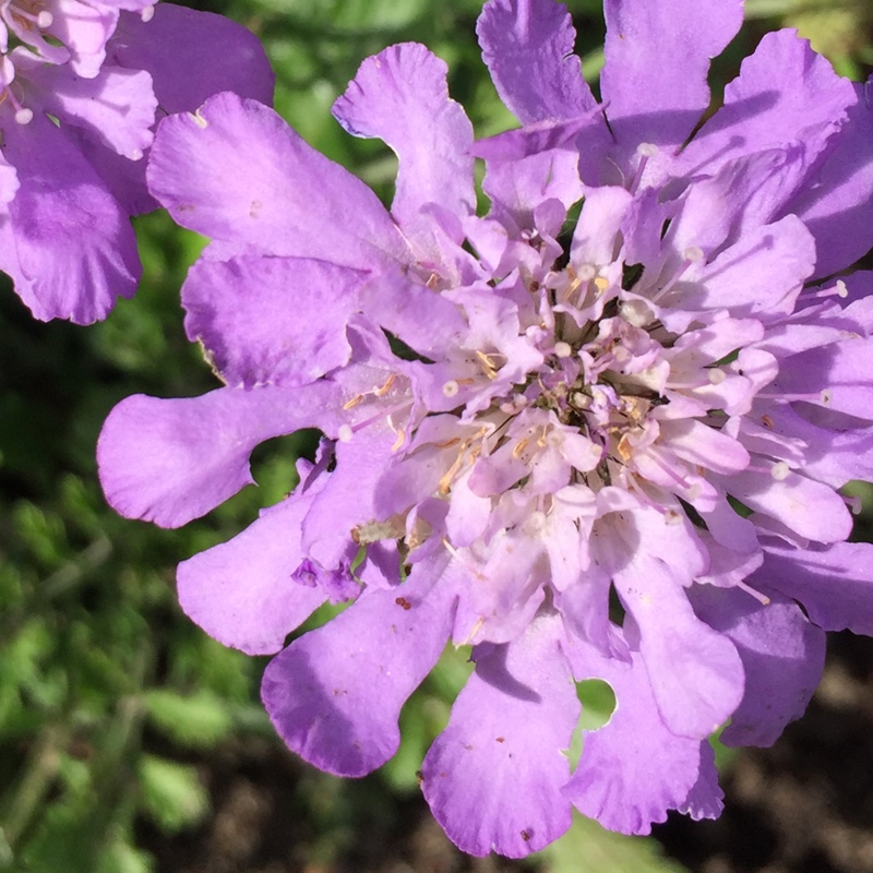 Scabiosa Butterfly Blue in the GardenTags plant encyclopedia Scabious Butterfly Blue in the GardenTags plant encyclopedia