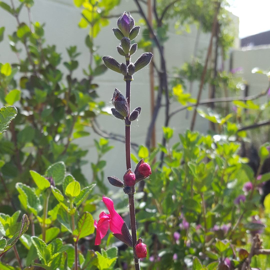 Salvia Jacksons Cassis in the GardenTags plant encyclopedia Blackcurrant sage in the GardenTags plant encyclopedia