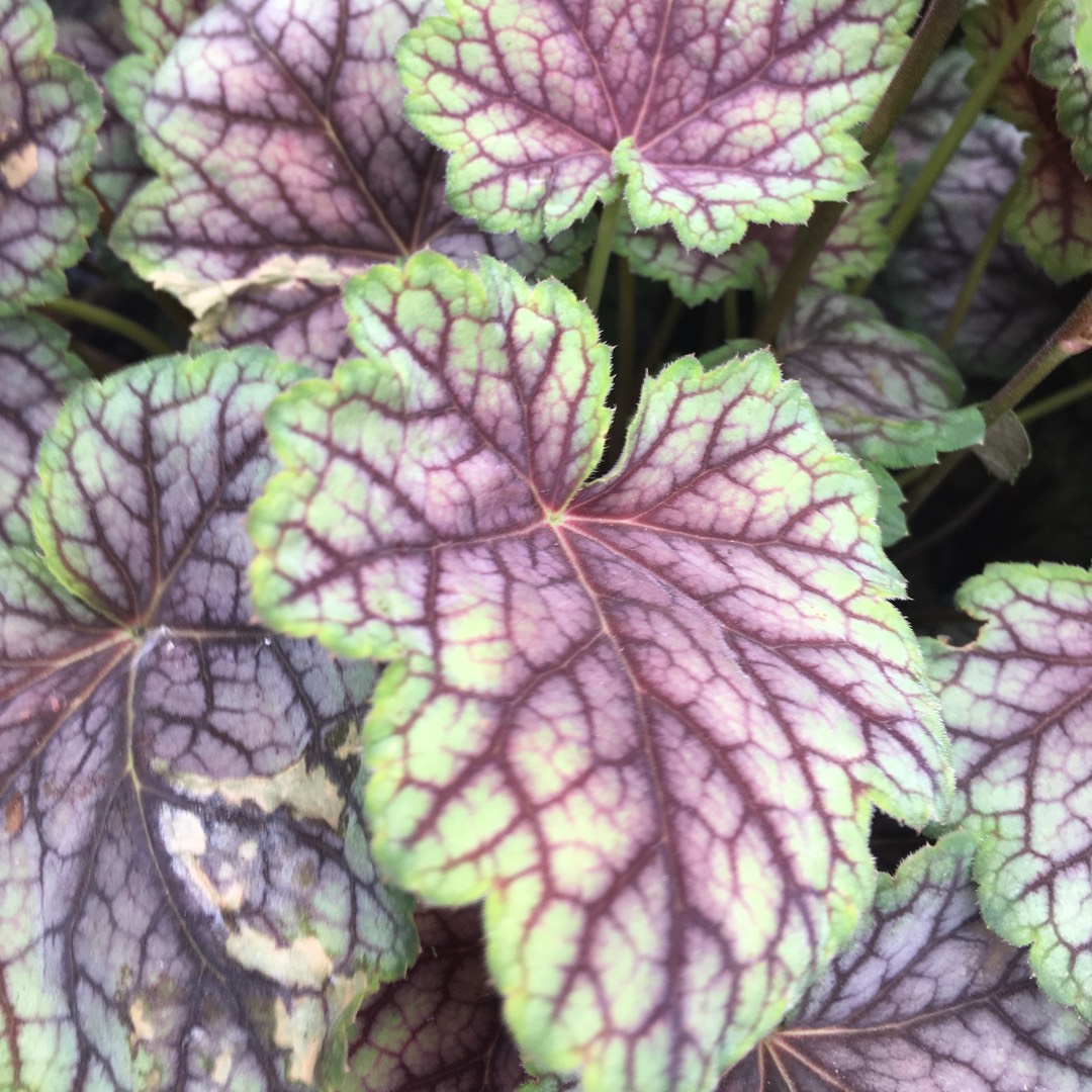 Heuchera Birkin in the GardenTags plant encyclopedia Alumroot Birkin in the GardenTags plant encyclopedia