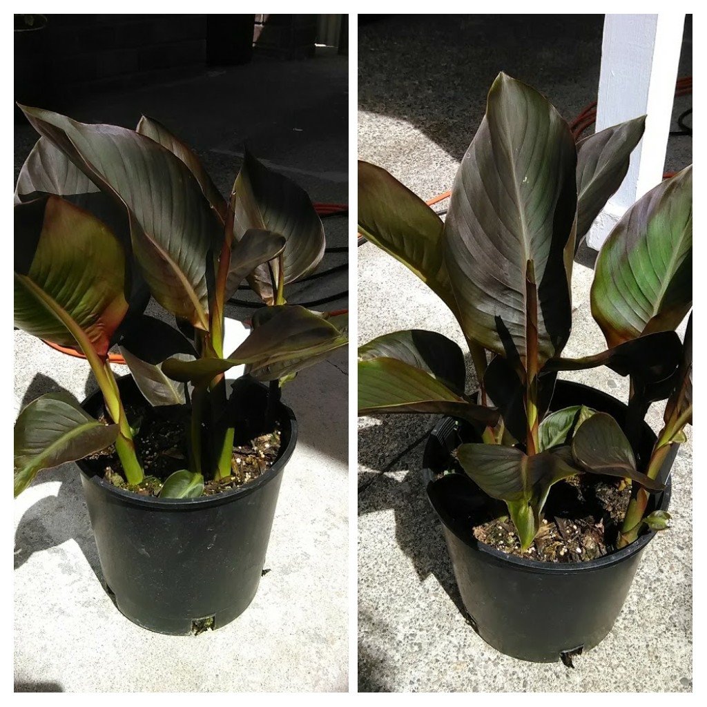 Canna Chocolate Sensation in the GardenTags plant encyclopedia Canna Chocolate Sensation in the GardenTags plant encyclopedia