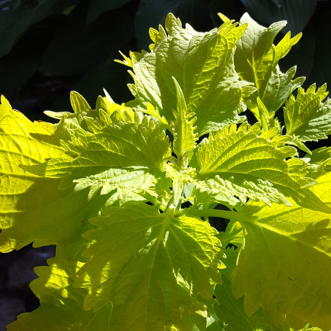 Plectranthus scutellarioides UF0843 syn. Plectranthus scutellarioides Wasabi in the GardenTags plant encyclopedia Coleus Wasabi in the GardenTags plant encyclopedia