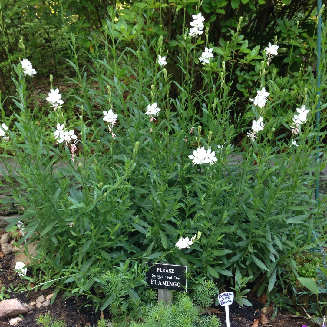Oenothera lindheimeri Kleau04264 (Belleza Series) syn. Oenothera lindheimeri Belleza White, Gaura lindheimeri Belleza White in the GardenTags plant encyclopedia Lindheimers Beeblossom Belleza White in the GardenTags plant encyclopedia