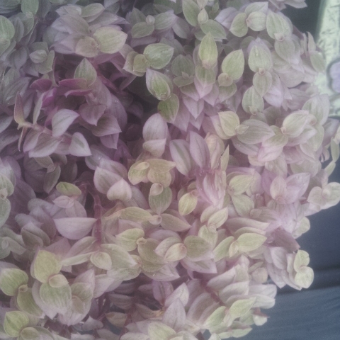 Bolivian Jew Rosata in the GardenTags plant encyclopedia