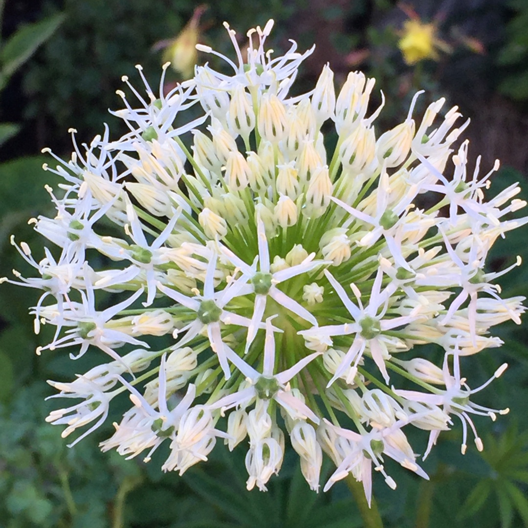 Allium Mont Blanc in the GardenTags plant encyclopedia Allium Mont Blanc in the GardenTags plant encyclopedia
