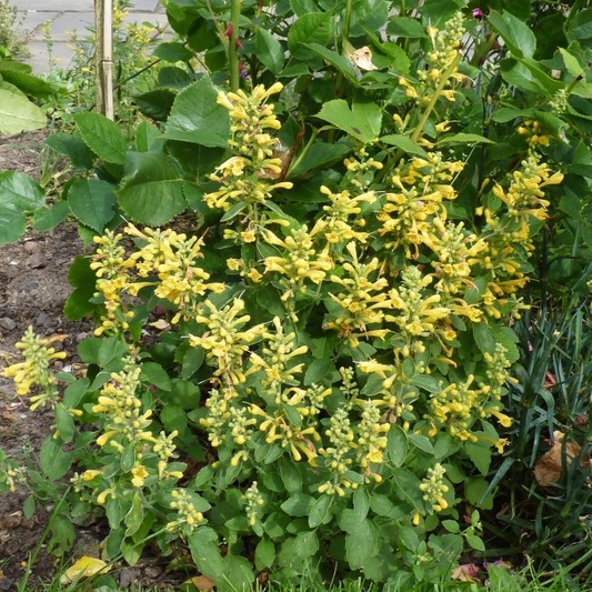 Agastache aurantiaca Sunset yellow in the GardenTags plant encyclopedia Agastache Sunset yellow in the GardenTags plant encyclopedia