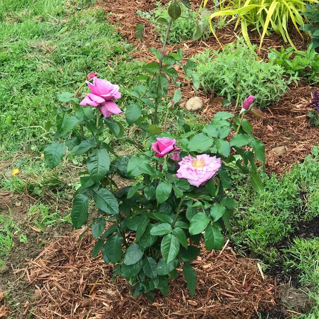 Rosa Wekquaneze syn. Rosa Barbra Streisand in the GardenTags plant encyclopedia Rose Barbra Streisand (Hybrid Tea) in the GardenTags plant encyclopedia