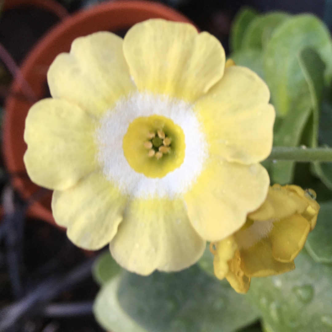 Primula auricula Lucy Loo in the GardenTags plant encyclopedia Auricula Lucy Loo in the GardenTags plant encyclopedia