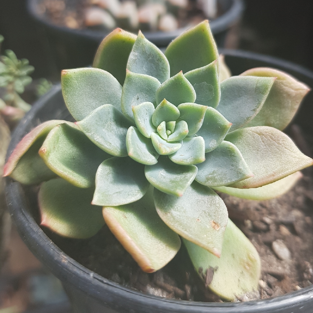 Echeveria Copper Canyon in the GardenTags plant encyclopedia Echeveria Copper Canyon in the GardenTags plant encyclopedia
