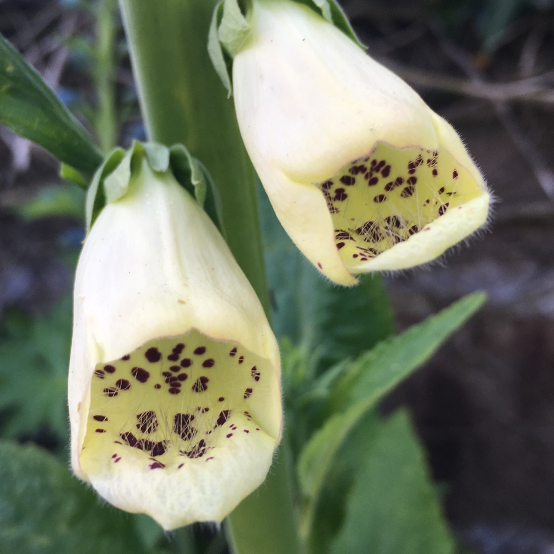 Digitalis purpurea Alba in the GardenTags plant encyclopedia Foxglove Alba in the GardenTags plant encyclopedia
