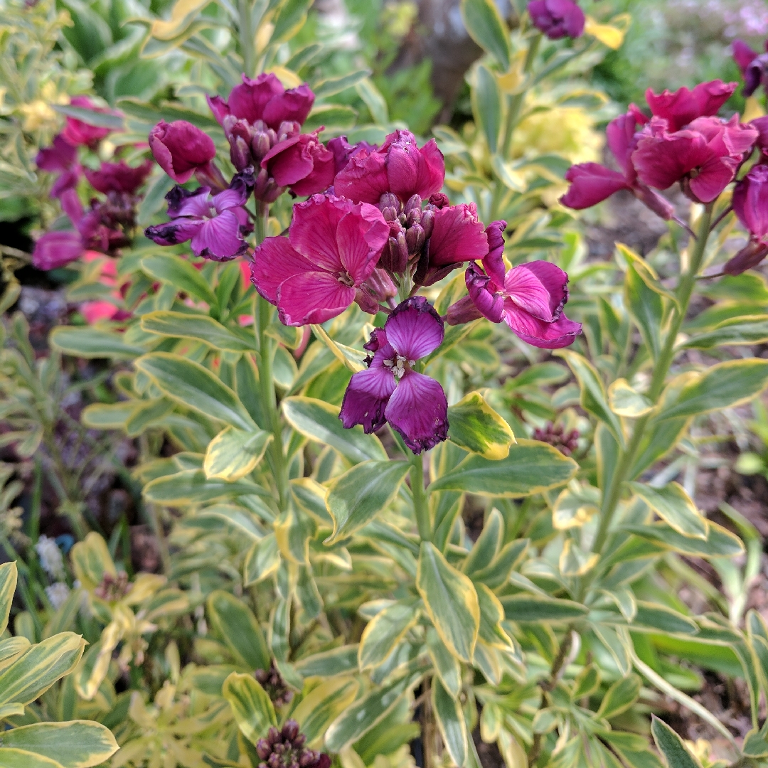 Erysimum Honeyberry in the GardenTags plant encyclopedia Wallflower Honeyberry in the GardenTags plant encyclopedia