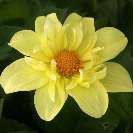 Dahlia Yellow Bird in the GardenTags plant encyclopedia Dahlia Yellow Bird (Collerette) in the GardenTags plant encyclopedia