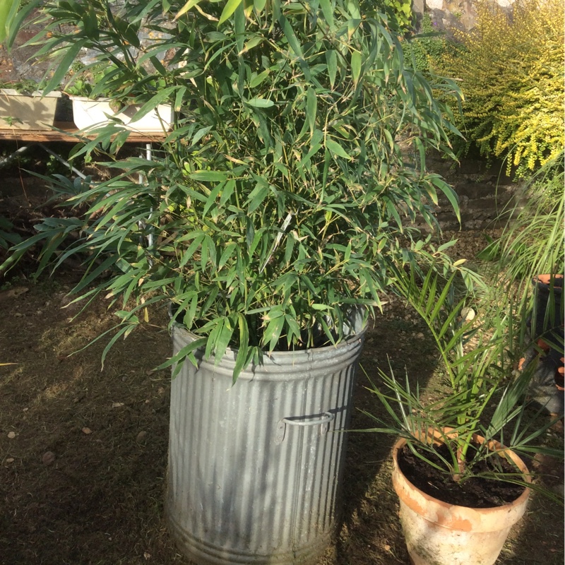 Bambusa shibataea Kumasaca in the GardenTags plant encyclopedia Bamboo in the GardenTags plant encyclopedia