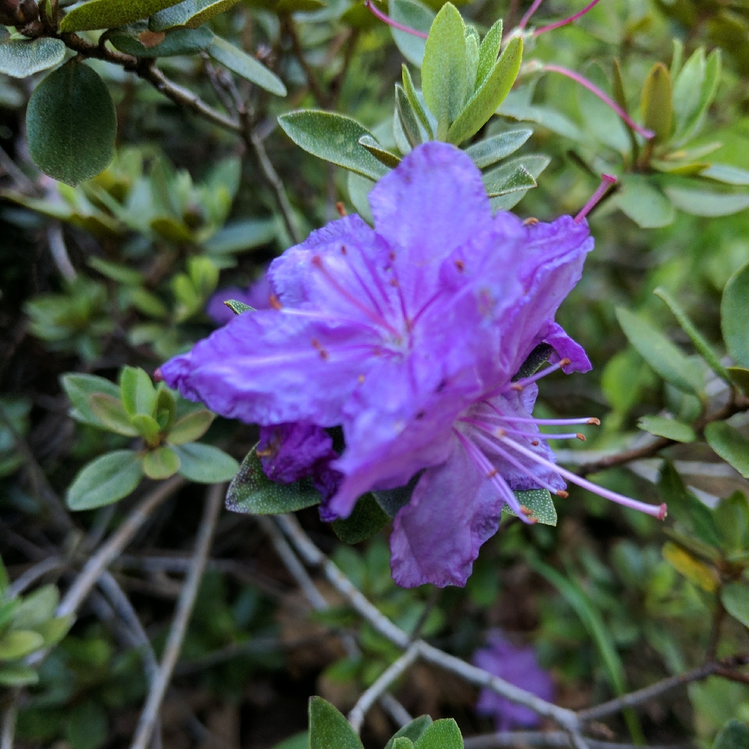 Rhododendron Purple Gem in the GardenTags plant encyclopedia Rhododendron Purple Gem in the GardenTags plant encyclopedia