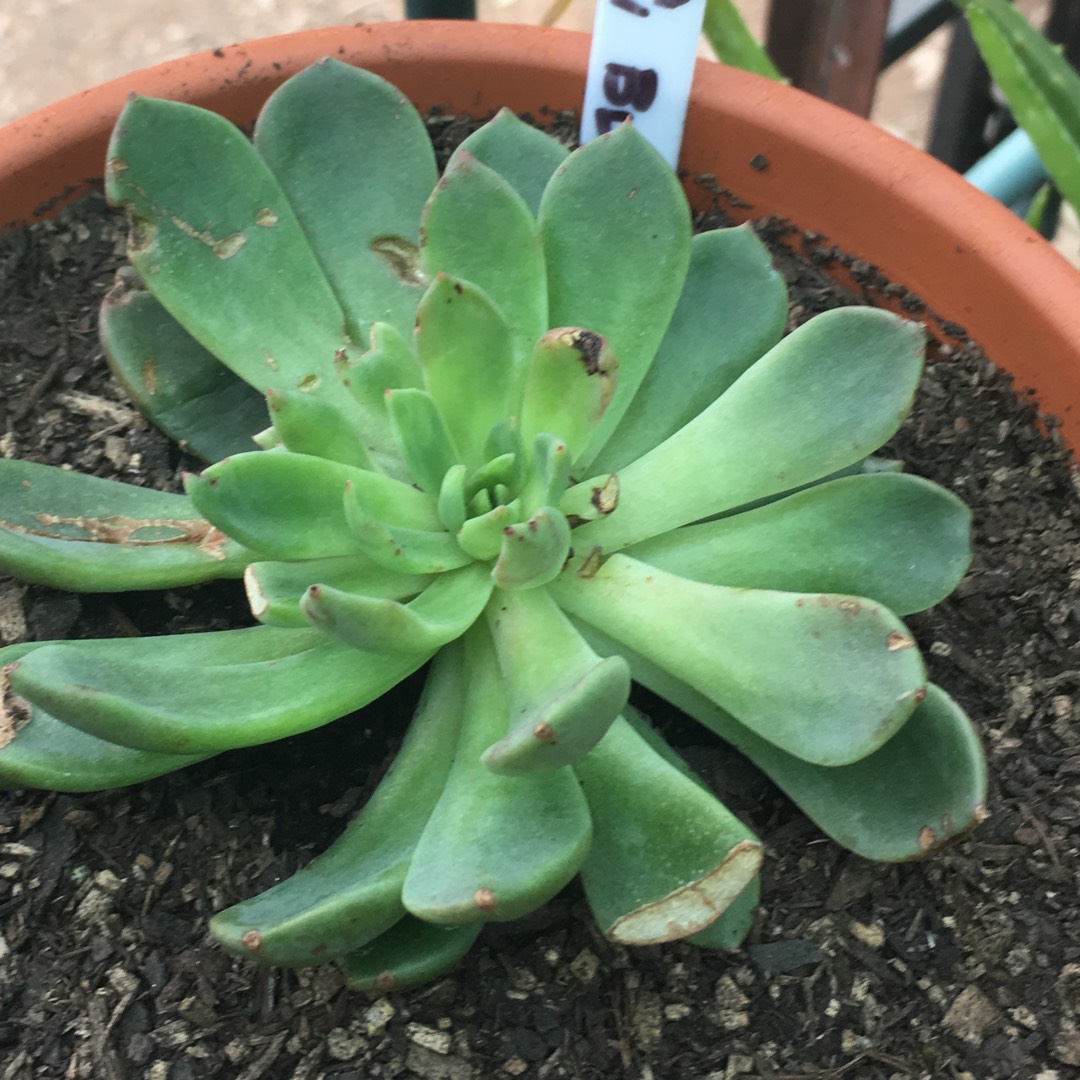 Echeveria Sovereign Blue in the GardenTags plant encyclopedia Echeveria Sovereign Blue in the GardenTags plant encyclopedia