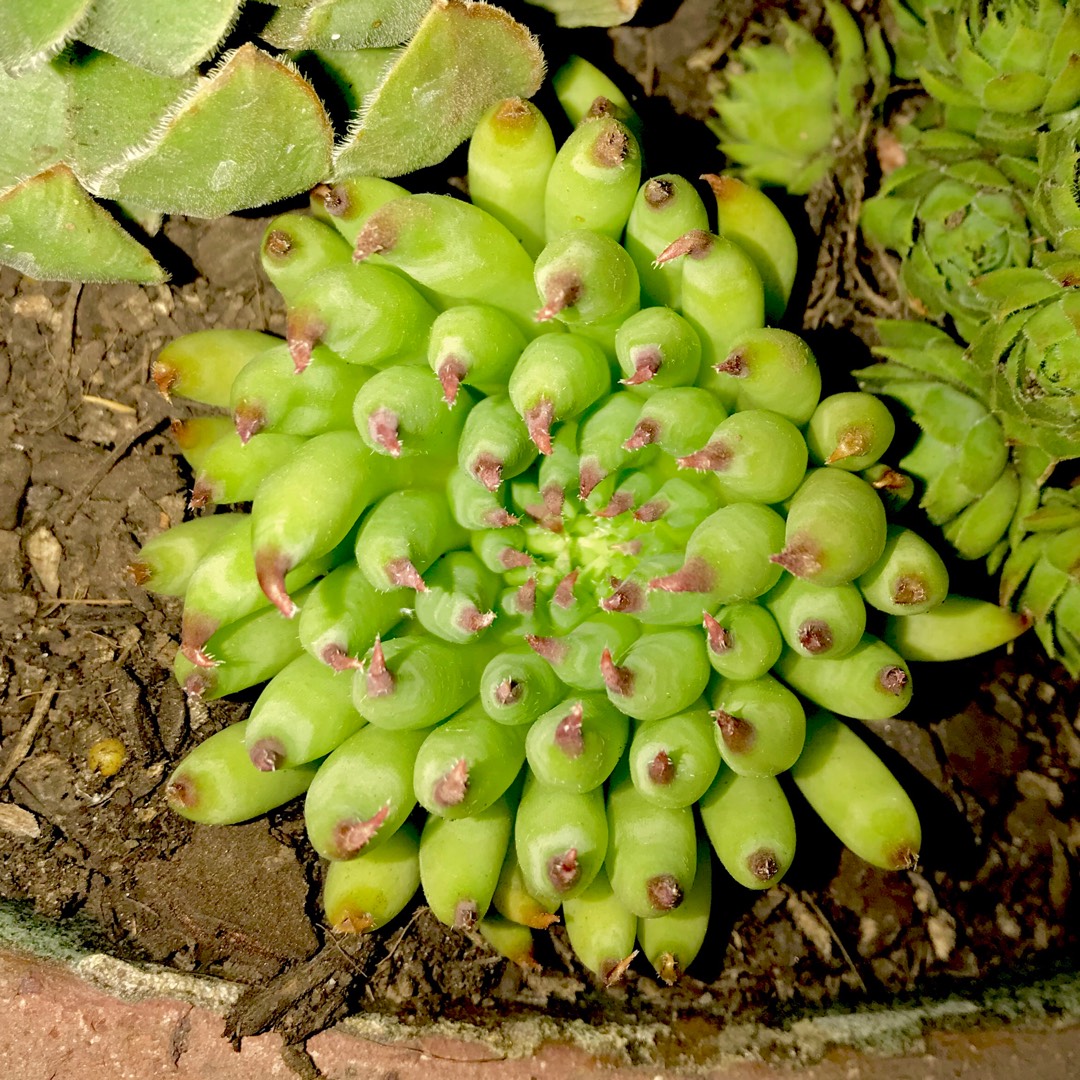Sempervivum Pittoni in the GardenTags plant encyclopedia Sempervivum Pittoni in the GardenTags plant encyclopedia