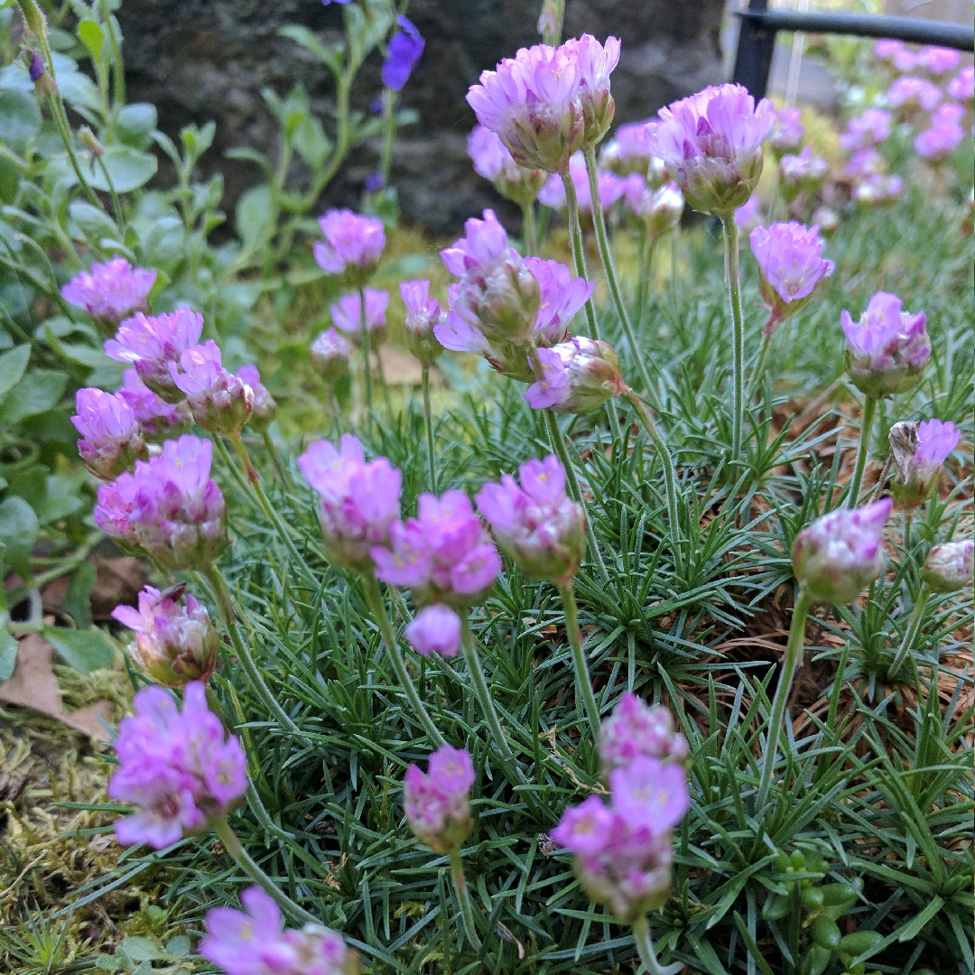 Armeria maritima Victor Reite in the GardenTags plant encyclopedia Thrift Victor Reite in the GardenTags plant encyclopedia