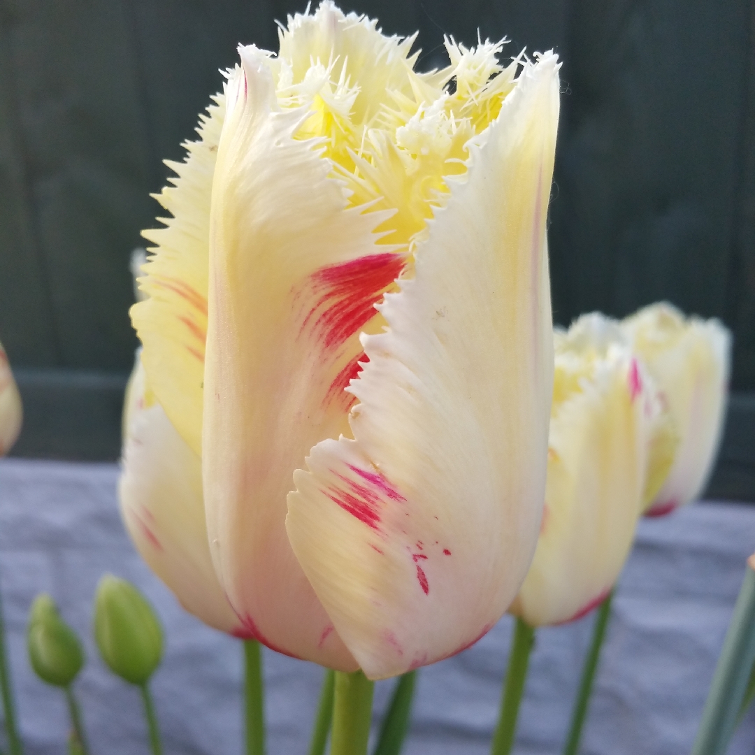 Tulipa Carrousel in the GardenTags plant encyclopedia Tulip Carrousel (Fringed) in the GardenTags plant encyclopedia