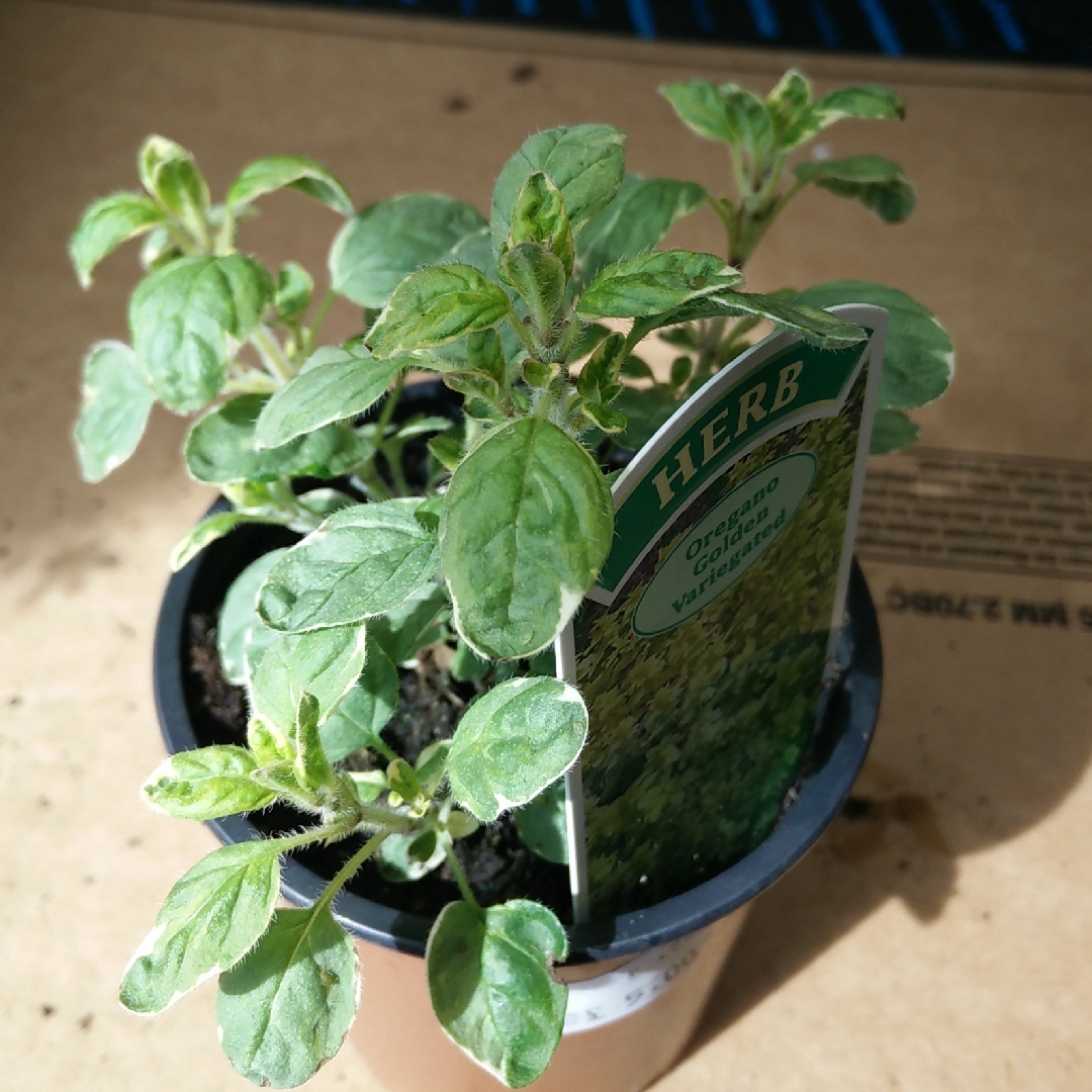 Origanum vulgare Aureum Variegata in the GardenTags plant encyclopedia Variegated Golden Oregano in the GardenTags plant encyclopedia