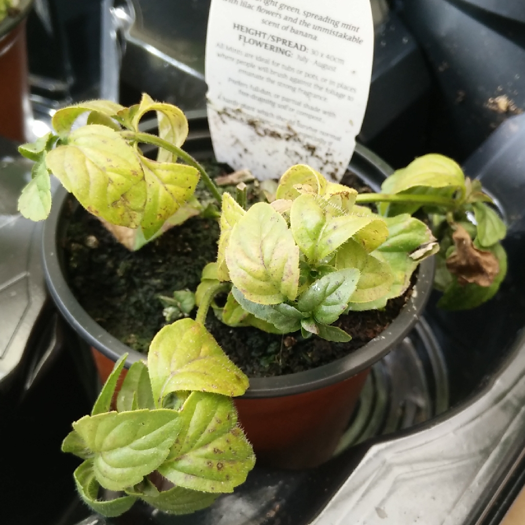 Mentha arvensis Banana in the GardenTags plant encyclopedia Banana Mint in the GardenTags plant encyclopedia