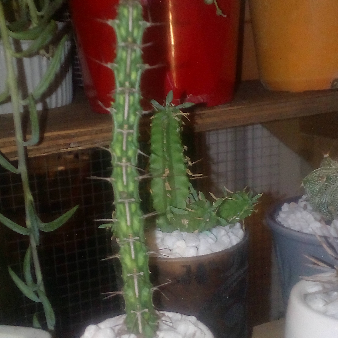 Euphorbia uhligiana in the GardenTags plant encyclopedia Euphorbia uhligiana in the GardenTags plant encyclopedia